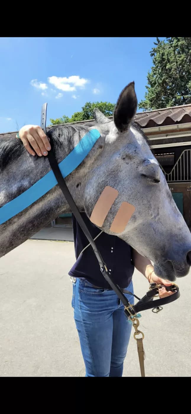 Pose de KTAPE sur l'encolure d'un cheval