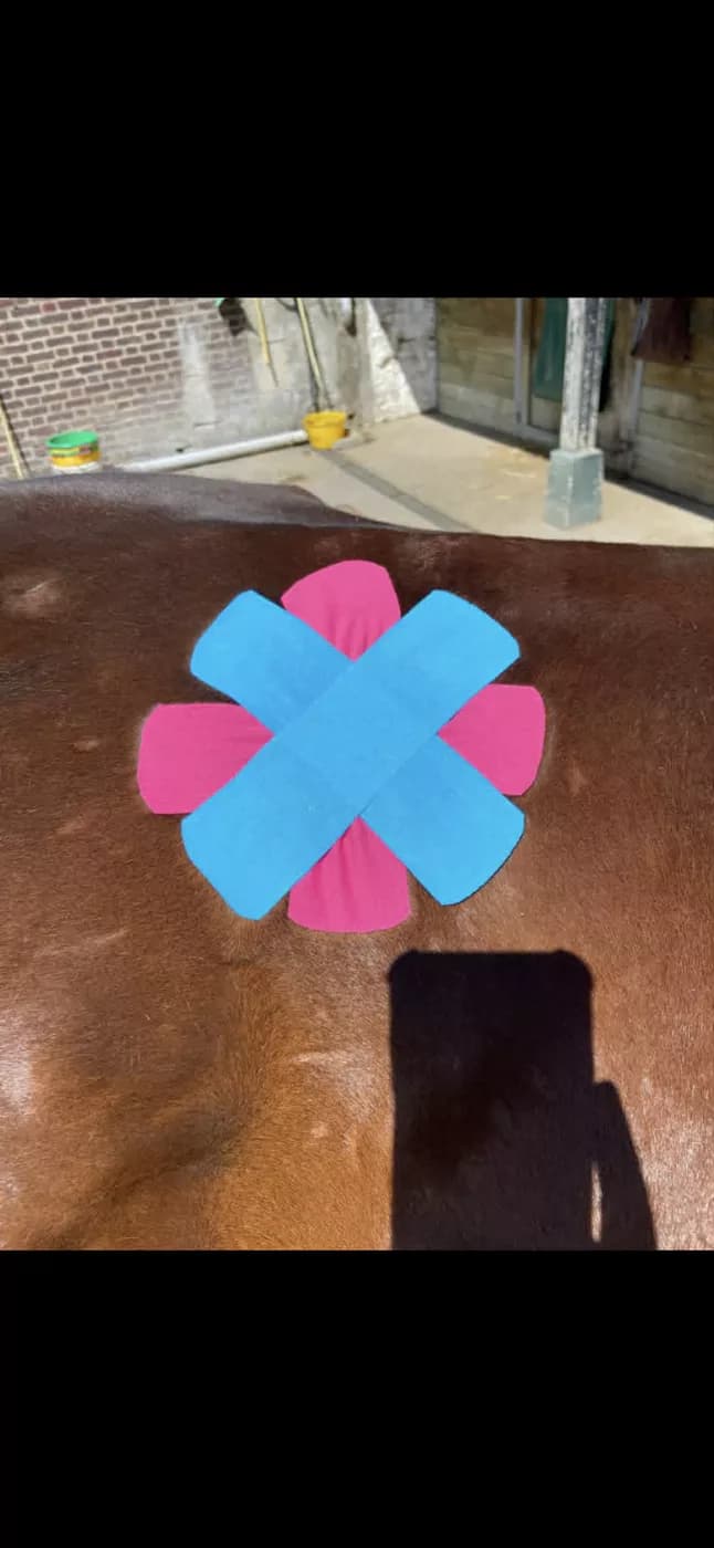 Pose de KTAPE en étoile sur le dos d'un cheval