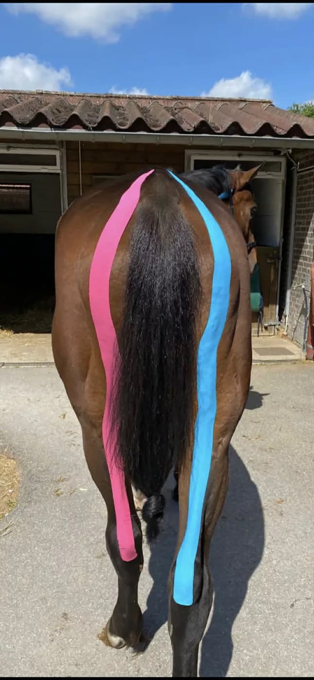 Bandes de KTAPE le long de la ligne du dos d'un cheval
