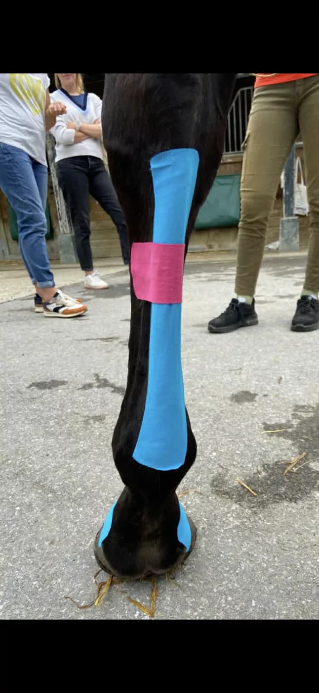 Pose de KTAPE sur un membre de cheval pour soutenir une structure musculo-tendineuse