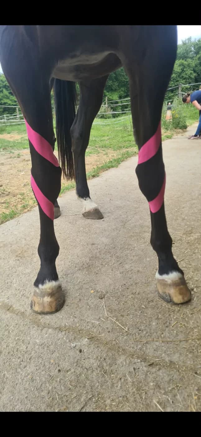 Pose de KTAPE sur les postérieurs d'un cheval, vue de l'arrière
